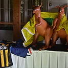 Klokani přiletěli z Austrálie