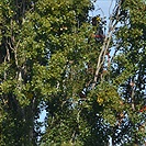 Začalo kácení topolů