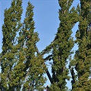 Začalo kácení topolů