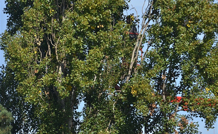 Začalo kácení topolů