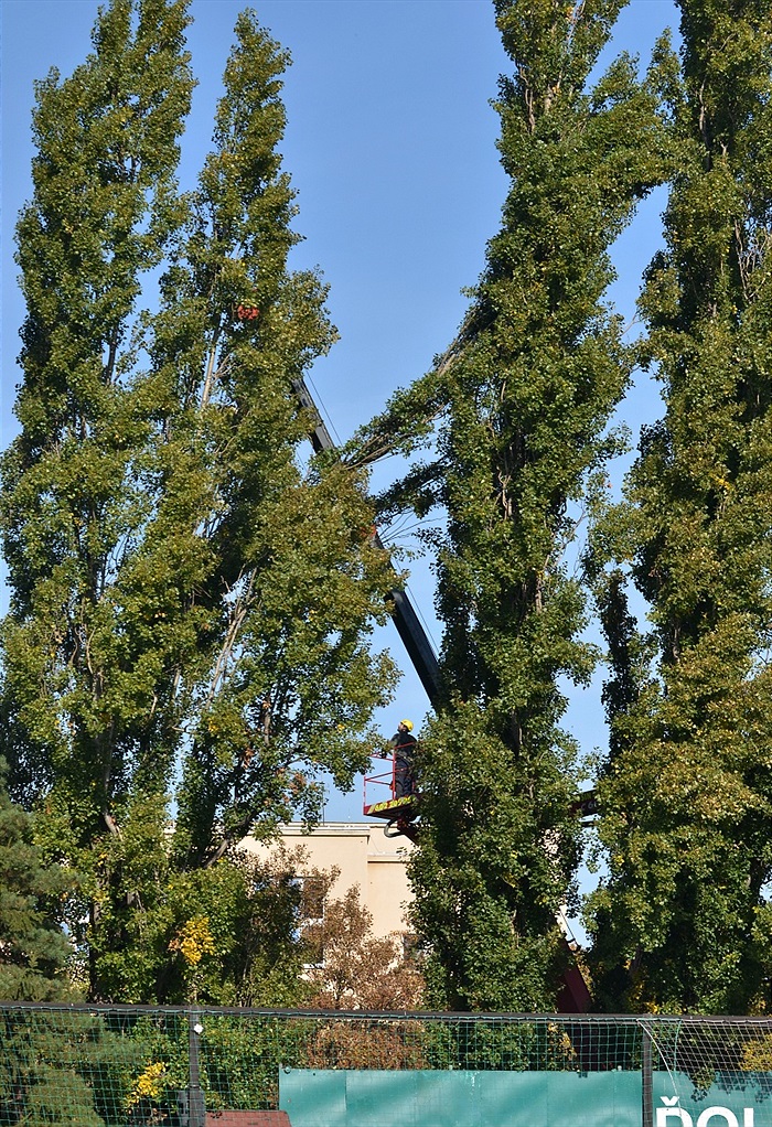 Začalo kácení topolů