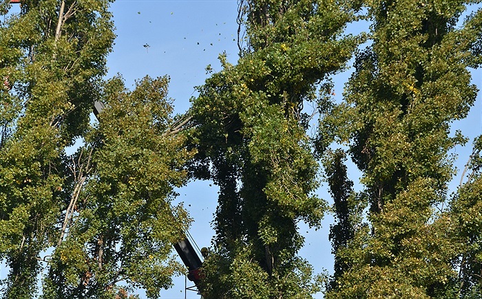 Začalo kácení topolů