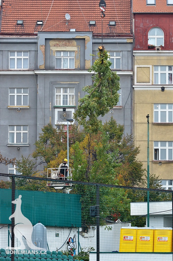 Ďolíček je již bez topolů