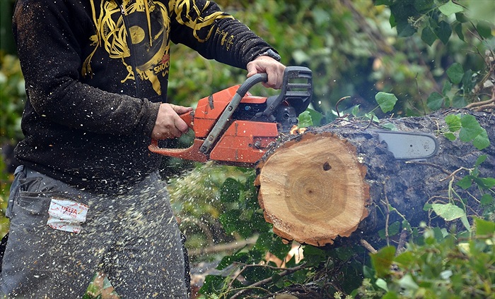 Ďolíček je již bez topolů